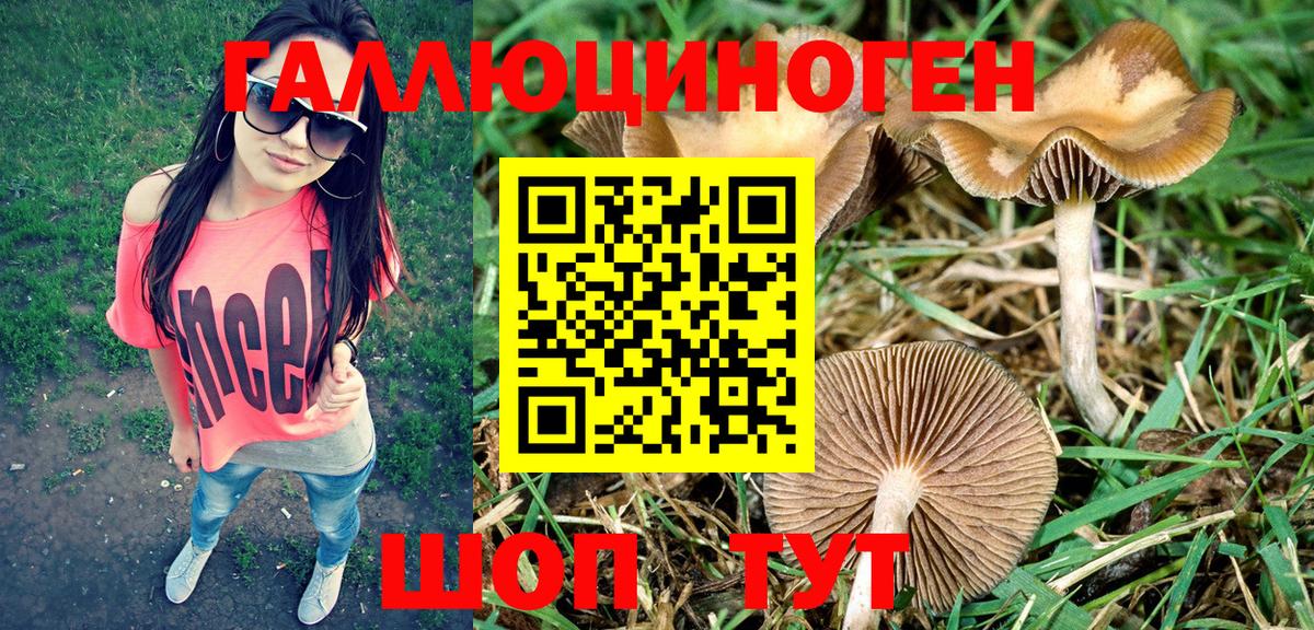 Галлюциногенные грибы Psilocybe Гудермес